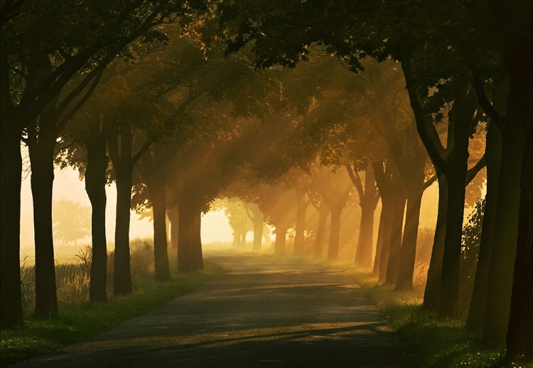 Picture of AUTUMN ROAD...
