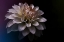 Picture of FORMATIVE BEAUTY
