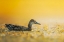 Picture of GARGANEY