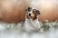 Picture of LISSY