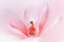 Picture of LADYBUG