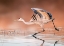 Picture of RUNNING IN THE MORNING MIST