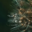 Picture of NOBLE DANDELION