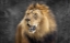Picture of THE KING