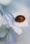 Picture of LADYBUG