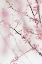 Picture of CHERRY BLOSSOM NO.1
