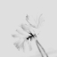 Picture of MOODY FLOWER 2