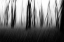 Picture of DANCING TREES IN THE FOG