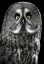 Picture of OWL