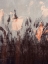 Picture of DANCING GRASS