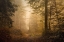 Picture of AUTUMNAL WOODLAND