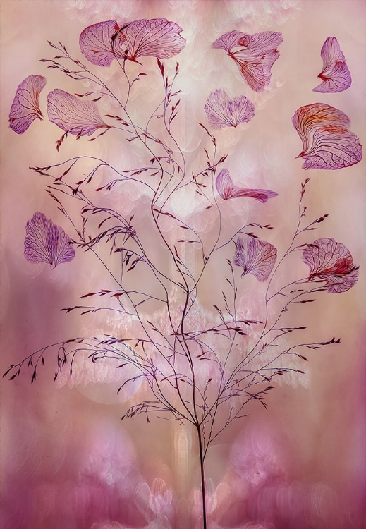 Picture of FRAGILITY