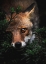 Picture of GAZE