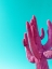 Picture of MAGENTA PINK SAGUARO