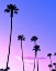 Picture of PALM TREE SUNSET