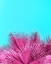 Picture of ELECTRIC PINK PALM FRONDS