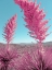 Picture of BLOOMING PINK YUCCAS IN THE MOJAVE DESERT