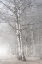 Picture of MISTY TREE