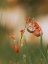 Picture of BUTTERFLY