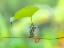 Picture of GREEN FROG