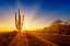 Picture of SAGUARO NATIONAL PARK SETTING SUN