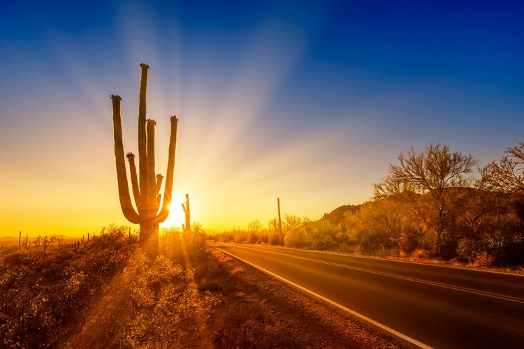 Picture of SAGUARO NATIONAL PARK SETTING SUN