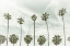 Picture of CALIFORNIA VINTAGE PALM TREES