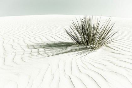 Picture of WHITE SANDS VINTAGE DUNE