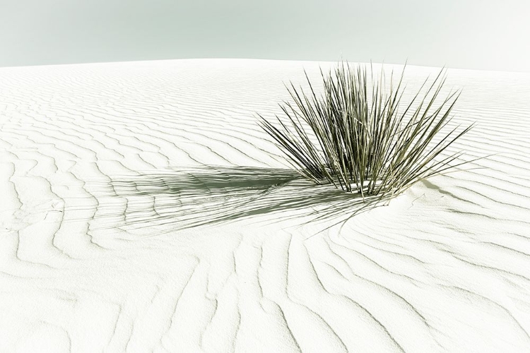 Picture of WHITE SANDS VINTAGE DUNE