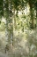 Picture of SPRING BIRCH