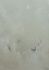Picture of REMINISCENT 21