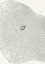 Picture of NUB