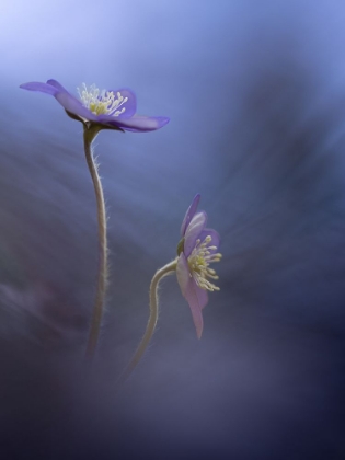 Picture of BLUE