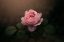 Picture of PRECIOUS ROSE