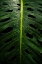 Picture of MONSTERA SWISS CHEESE PLANT