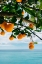 Picture of AMALFI COAST ORANGES IV
