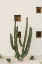 Picture of CABO CACTUS IX
