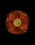 Picture of POPPY