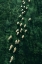 Picture of WANDERINGSHEEPS