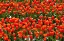 Picture of RED TULIPS