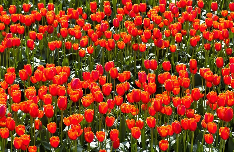 Picture of RED TULIPS