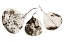 Picture of FALLEN LEAVES #1