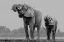 Picture of ELEPHANTS