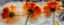 Picture of FROZEN MARIGOLD