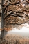Picture of AUTUMN OAKS
