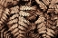 Picture of FALL FERN