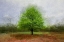 Picture of RED AND GREEN