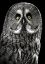 Picture of OWL STARE