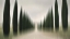 Picture of TUSCANY CYPRESSES