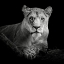 Picture of LIONESS